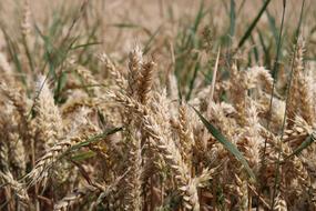 wheat with grass landscape