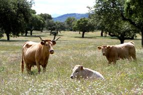 Extremadura Spain Cows Wildflowers