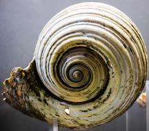 Shell Nature Seashell