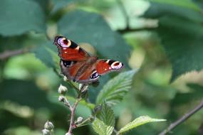 Peacock Butterfly