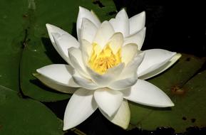 Water Lily Aquatic Plant Blossom
