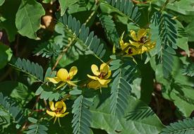Chamaecrista Fasciculata Partridge