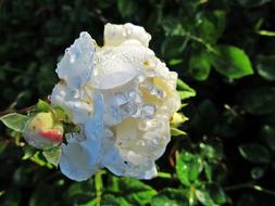 Rose Raindrops Sun White