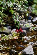 plants in the forest landscape