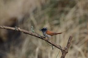 Asian Paradise Fly Catcher Bird