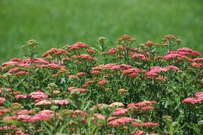 pink plants by the meadow