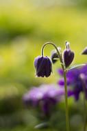 purple flower in the field