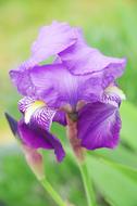 Iris Dwarf Violet flower