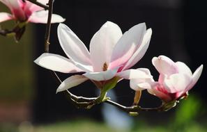 Magnolia Flowers Spring