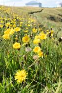 wild yellow flowers in the field