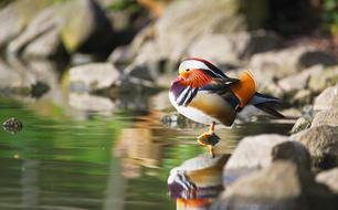 Duck Mandarin Ducks Bird Water