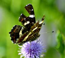beautiful butterfly sitting on a flower