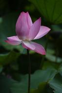 Lotus Flower Botanical