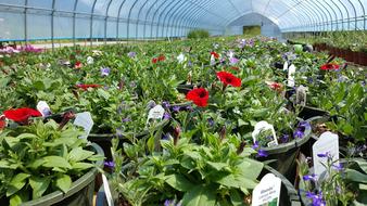 greenhouse of Nursery Flowers