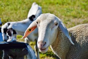 Sheep SchÃ¤fchen Livestock Flock Of