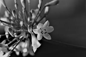 Agapanthus Black And White Lily