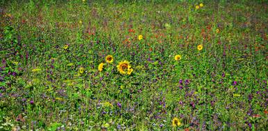 yellow and pink flowers in the grass