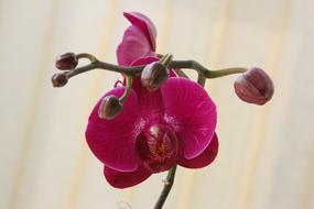 Orchid Red Blossom