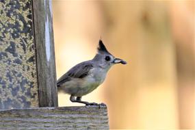 Bird Wild Nature
