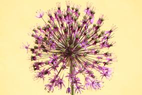 Close Up Flower Plant