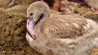 Flamingo Young Bird Animal