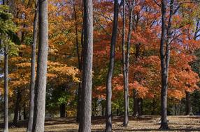 the pillars of autumn trees are beautiful