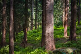 Trees Spruce Forest Evergreen