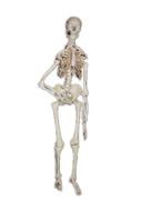 Skeleton Human Bones clipart