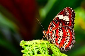 Butterfly Insect Macro