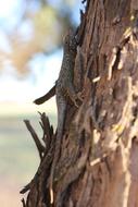 Western Fence Lizard