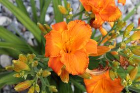 spring flowering is beautiful