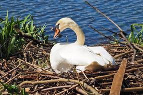 Swan Nest Nature