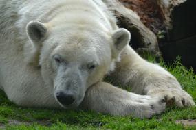 Bear Polar Close Up