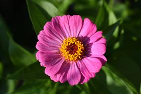 Zinnia Pink
