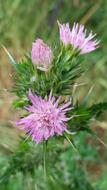 Purple Thistle Blossoms
