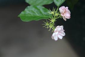 Flower Jasmine