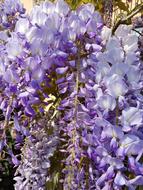Wisteria Violet Flowers in garden