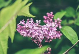 Lilac Pink Flowers in spring