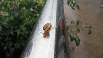 The Scenery of Country snail