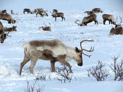 Reindeer The Herd Pasture Horn