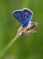 there's a butterfly on a branch