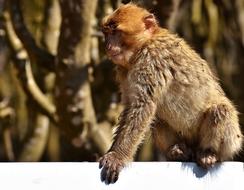 Barbary Ape Endangered Species