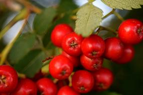 red wild berries on a tree