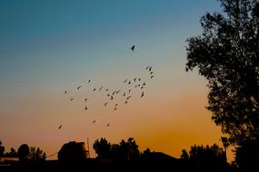 Sunset Birds