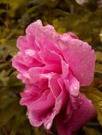 pink rose in the field