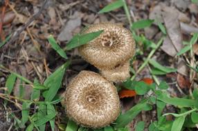 Mushroom Nature Fungus
