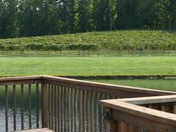 Vineyard Deck scenery