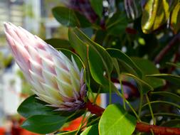 Protea King