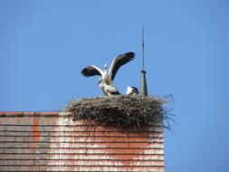 Stork Storchennest Rattle