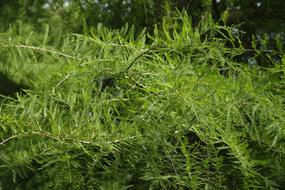 the green plants in the garden are beautiful